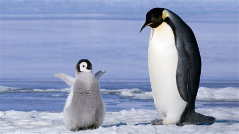 Two White And Black Penguins Penguins Birds Baby Animals Ice Hd