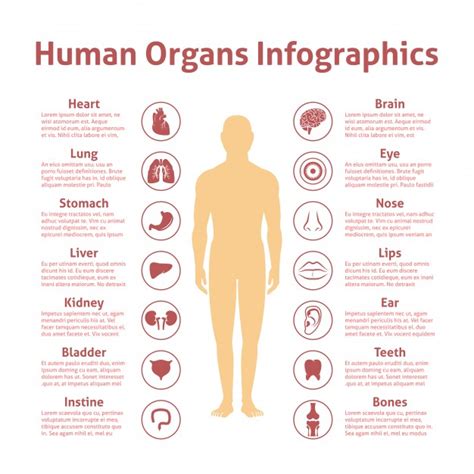 Explore the anatomy systems of the human body! Human Body Organs Vectors, Photos and PSD files | Free ...
