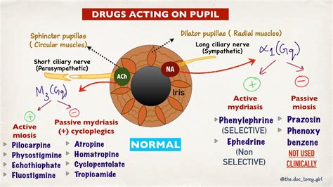 Drugs Acting On Pupil Autonomic Control Of Pupil Youtube