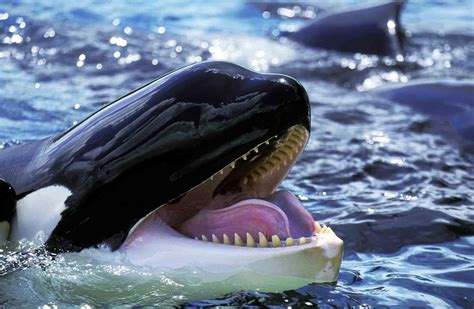 Killer Whale Orcinus Orca Wildlife Explained