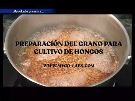 Preparaci N Del Grano Para Cultivo De Hongos Mycolabs Youtube