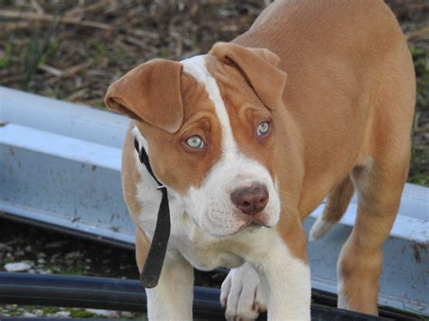 Red Nose Pitbull Amazing Facts That You Will Never Know