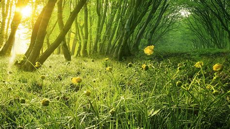 Natures Green Nature Trees Green Plants Hd Wallpaper Peakpx