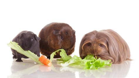 Guinea pigs are always eating. Guinea Pig Food List: Things They Can Eat » Petsoid