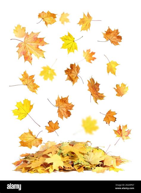 Beautiful Autumn Leaves Falling On White Background Stock Photo Alamy