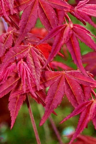 Buy The Best Heat Tolerant Japanese Maple Trees That Will Grow In Usda