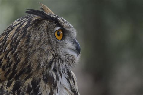 Búho Africano Animals Bird Owl