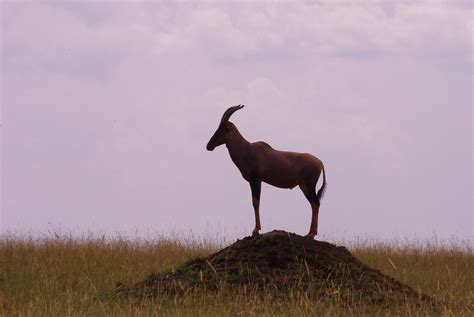Topi Antilope Masai Mara Game Reserve Kenya Monty Carson Flickr