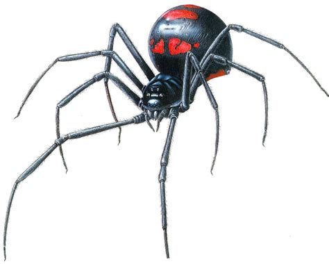 Black Widow Spider Latrodectus Fun Animals Wiki