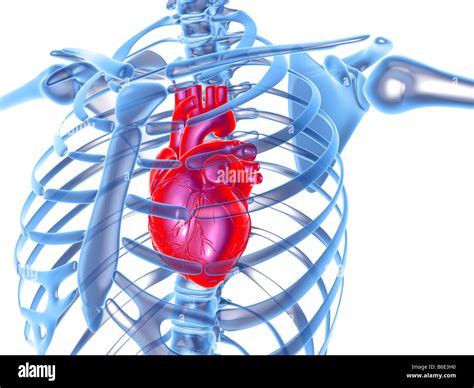 Anatomy Rib Cage With Heart Rib Cage And Internal Organs Human Stock Vector Colourbox The