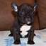 FRENCH BULLDOG  MALE ID4429 LB – Central Park Puppies