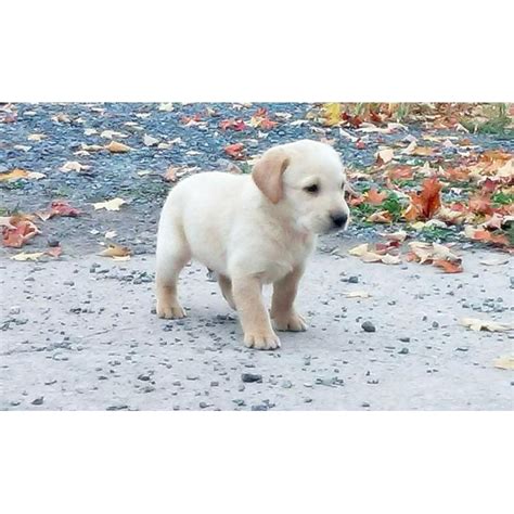 No wonder it's so popular! yellow lab puppies for sale in pa in Harrisburg ...