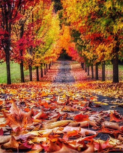 Pin By Tiana On Magical Autumn Autumn Scenery Autumn Scenes Fall
