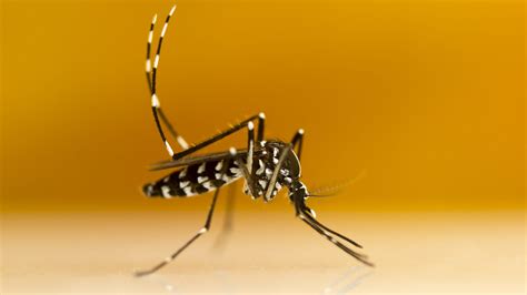 Le Moustique Tigre Capable De Transmettre Le Virus Du Chikungunya à Des