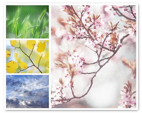 Four Seasons Collage Spring Sakura Bloom Photograph By Jenny Rainbow