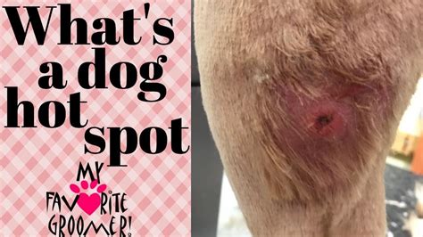 What Do Hotspots Look Like On Dogs
