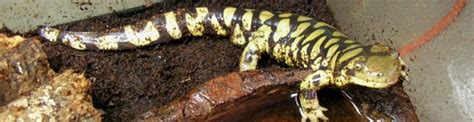 Tiger Salamander Amphibian Care