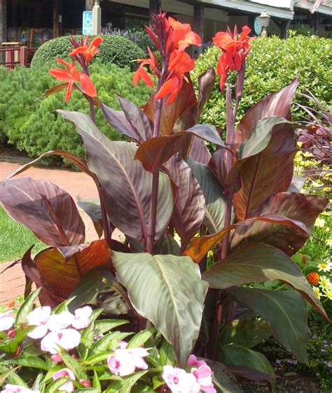 Leaves Canna Lily Varieties Flowering Perennial Annual In Colder Zones