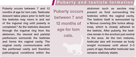 Female Cat Genitalia Diagram