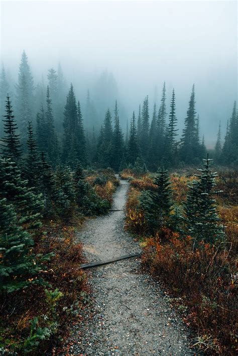 Moody Walks In The Forest Nickverbelchuk Nature Photography Nature