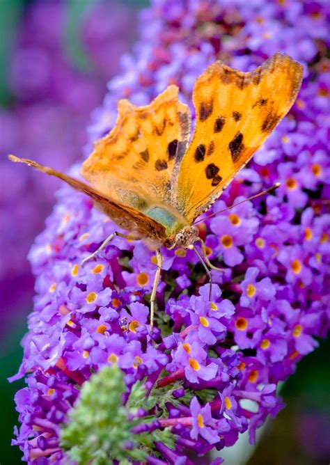 Butterfly By Darrell Raw 500px Butterfly Beautiful Butterflies