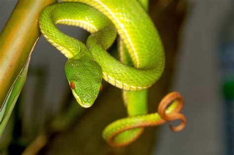 Bamboo Snake Reptiles World