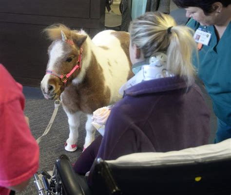 The Mane Attraction Farmer Brings Miniature Horse Rosie To Cheer Up