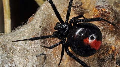 Way We Were Queenslands Bizarre History Of Redback Spider Bite