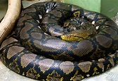 Reticulated python - Wikipedia