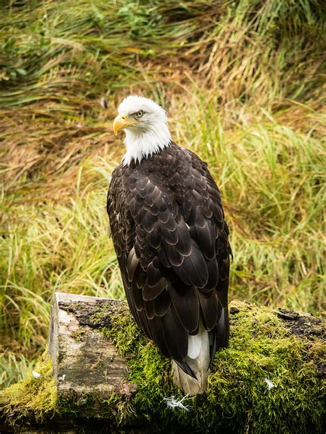 American Eagle Photograph By Dan Leffel Fine Art America