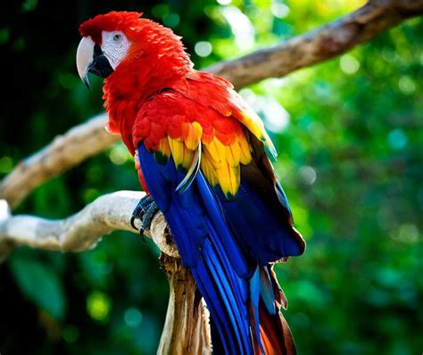 Tout Savoir Sur Les Perroquets I Parrot World