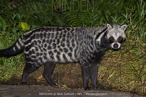 African Civet Stock Photo Minden Pictures