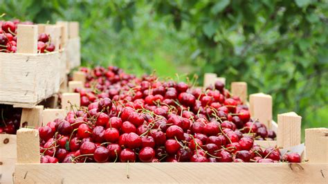 The Two Types Of Tart Cherries Explained