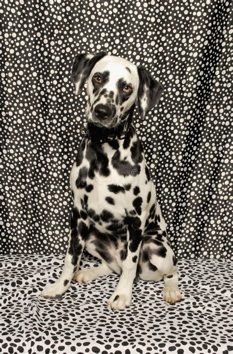 Dalmatian On Spots Stock Photo Image Of Vertical Canine 23981030
