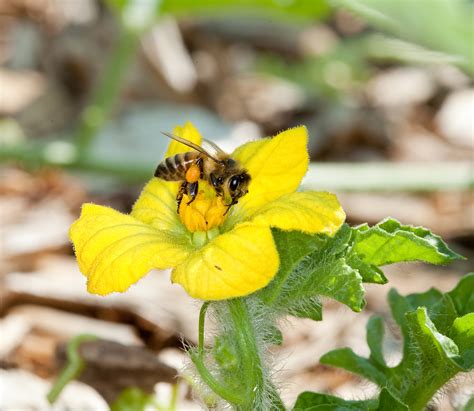 Announcing New Steps To Promote Pollinator Health