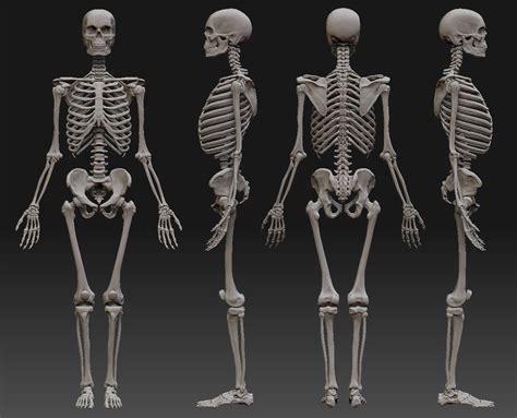 We did not find results for: attachment.php (1157×936) | Skeleton anatomy