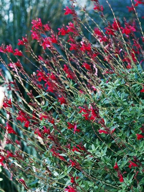 And keep the plantings undemanding. which these certainly are. Bush sage, drought resistanr | Drought tolerant perennials ...