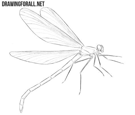How To Draw A Dragonfly Realistic How To Draw A Dragonfly Really