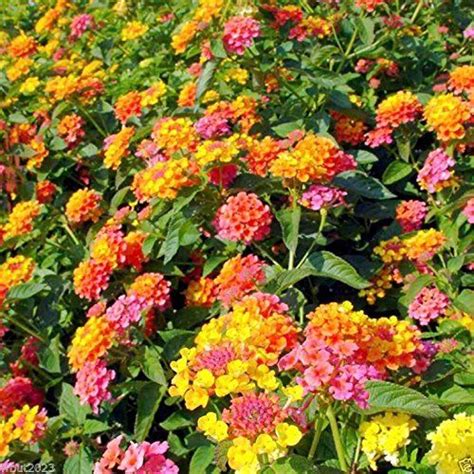 Lantana Bush Care How To Grow Lantana Plant And Trees Guide