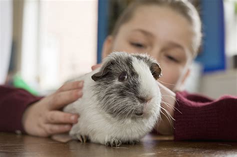 Adopt A Rescued Guinea Pig Month P And D Medivet Distribution