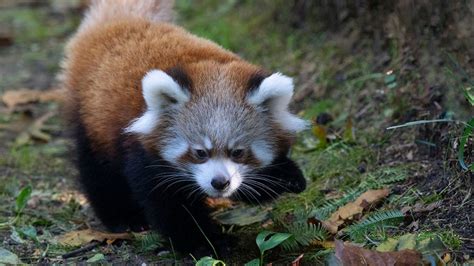 Red Panda Cubs On Display At Prospect Park Zoo
