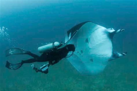 Worlds Largest Oceanic Manta Ray Population In Ecuador Says Mmf Study