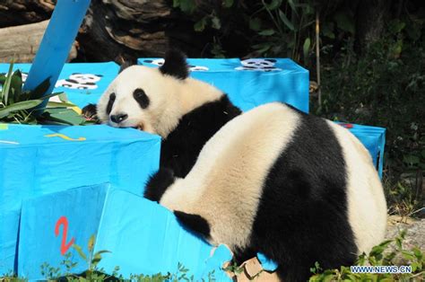 Twin Giant Pandas Celebrate Second Birthday In Austria Cn