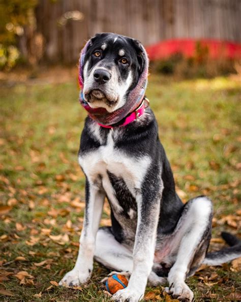 Newfoundland Pitbull Mix A Large Breed Dog And Intelligent I Petibble