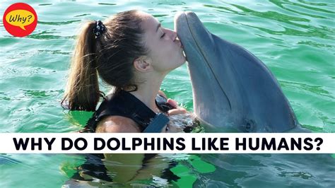 Why Do Dolphins Like Humans Fascinating Facts 31 Why Things