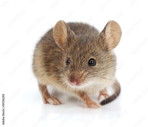 House Mouse Mus Musculus 스톡 사진 Adobe Stock