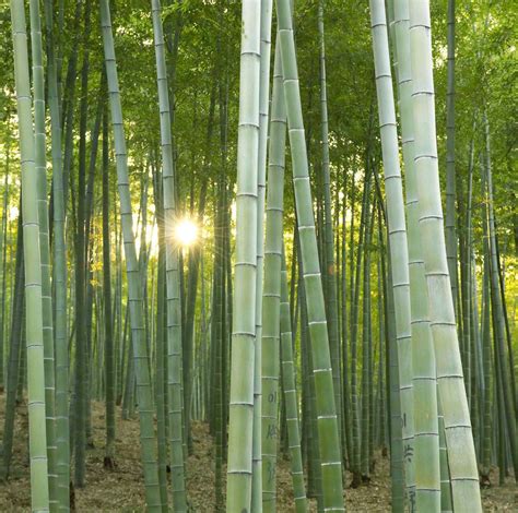 Rapidly Renewable Bamboo Plants Fast Growing Plants Bamboo