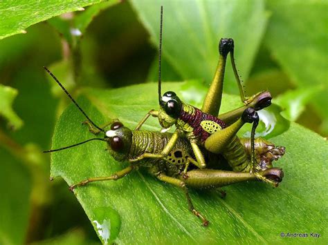 Flic Kr P Ehm25c Grasshoppers Mating Ommatolampis Sp From Ecuador