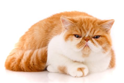 Corneal Ulcers In Cats Petfirst Pet Insurance