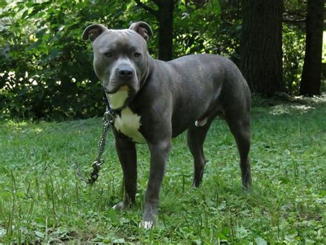 Knight Sabre The Thunderfoot Blue Nose Blue Brindle